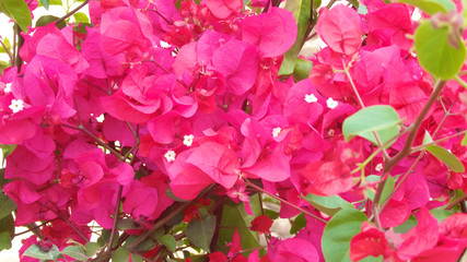 Plumeria or frangipani flower, Tropical flower