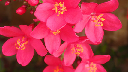 Naklejka na ściany i meble Plumeria or frangipani flower, Tropical flower