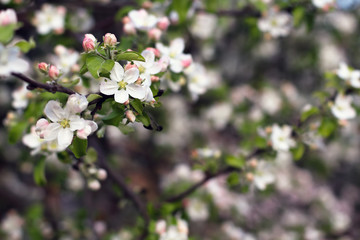 spring flowers. apple tree blossom background with copy space