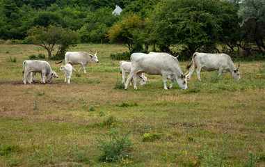 Fototapeta na wymiar Famous Hungarian grey cattle