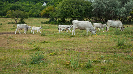 Famous Hungarian grey cattle