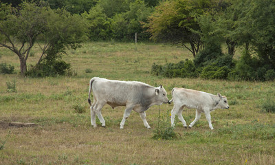 Famous Hungarian grey cattle