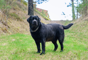 Black dirty Labrador retriever dog walking off leash alone