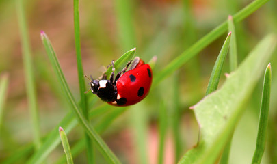 Fototapeta premium Ladybug on a green blade