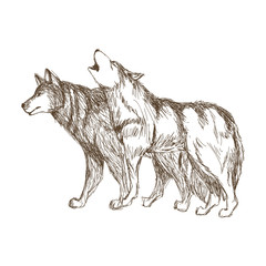 Wolf design. Animal concept.Wildlife animal, vector illustration