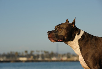 Portrait of American Staffordshire Terrier along a river 