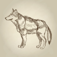 Wolf design. Animal concept.Wildlife animal, vector illustration
