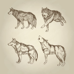 Wolf design. Animal concept.Wildlife animal, vector illustration