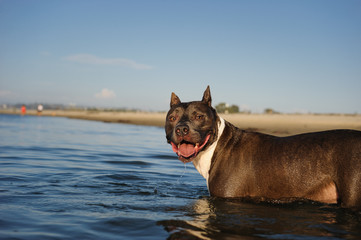 Six year old American Stafforeshire Terrier standing at water edge with big smile and cropped ears