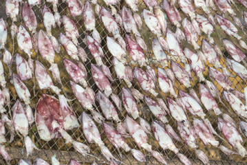 Dried squid with by sun. Drying Squid with solar energy used food preservation in Asian cuisine in fishing village in Thailand.