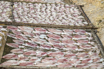 Dried squid with by sun. Drying Squid with solar energy used food preservation in Asian cuisine in fishing village in Thailand.
