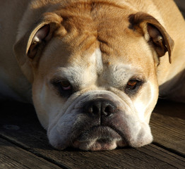 Watchdog Bulldog