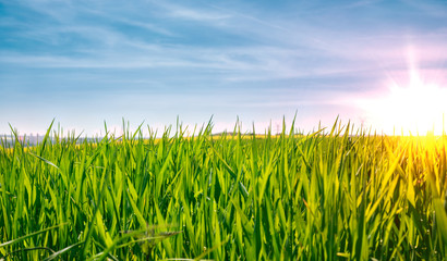 Obraz premium Meadows in spring and summer, sunset