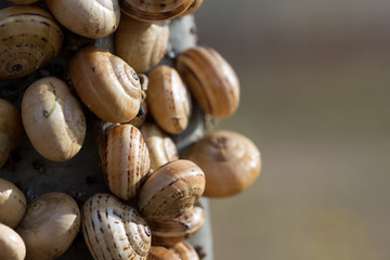 Colonia de caracoles