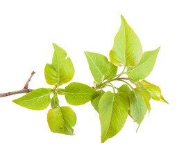 lilac leaves on a branch isolated on white background