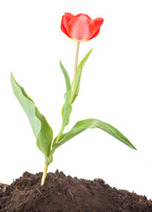 Tulip growing out of the ground. isolated on white background