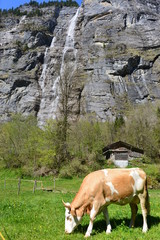 Mürrenbachfall im Lauterbrunnental Schweiz