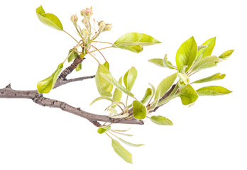 blooming branch of pear. isolated on white background