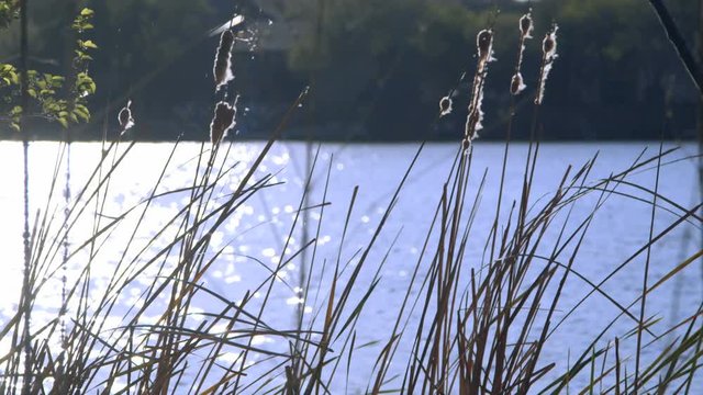 Sunlight bathes the river water and the feathery heads of bulrush or cattail reeds blowing in the breeze.
