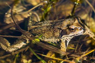 rana ridibunda - Teichfrosch