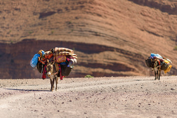 Donkeys with luggage