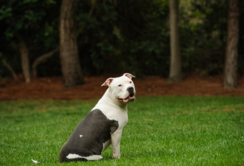 American Pit Bull Terrier sitting in a grassy park surrounded by trees