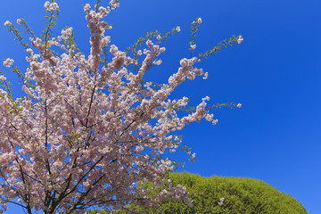 Sakura bloom in the spring to the sky background and willow.