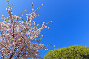 Sakura bloom in the spring to the sky background and willow.