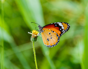 Obraz na płótnie Canvas Closeup butterfly on flower