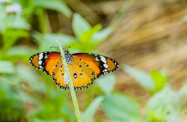 Closeup butterfly on flower