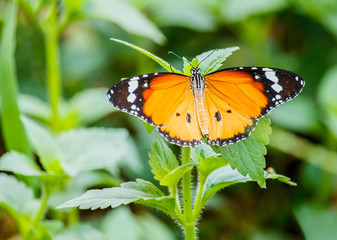Closeup butterfly on flower