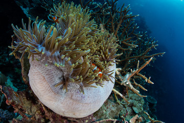 Clownfish and Anemone in Tropical Pacific