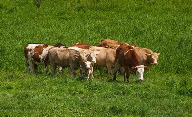 Fototapeta na wymiar Cows in the field 