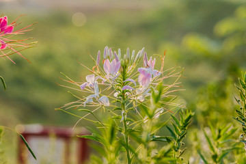 Pink And White Spider flower(Cleome hassleriana) in the garden