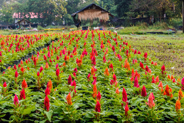 Beautiful  celosia flowers background