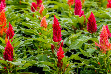 Beautiful  celosia flowers background