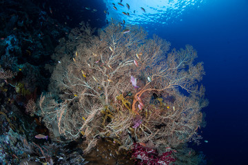 Fototapeta na wymiar Sea Fan and Reef Fish in Raja Ampat