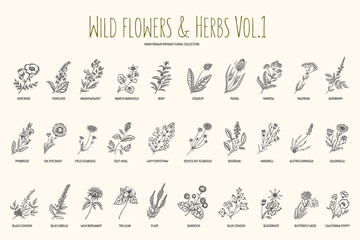 Wild flowers and herbs hand drawn set. Volume 1. Botany. Vintage flowers. Vintage vector illustration.