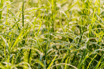 Fresh grass with dew drops and bokeh lights. Spring or summer ba