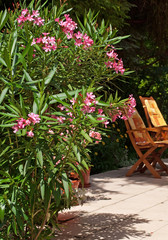 Nice oleander in the garden