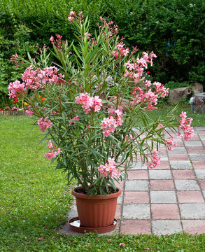 Nice Oleander In The Garden