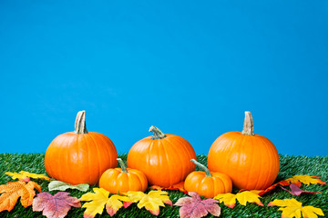 view of a halloween pumpkins and autumn leaves over blue background.