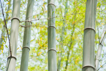 Fototapeta na wymiar Green bamboo tree trunks in the forest