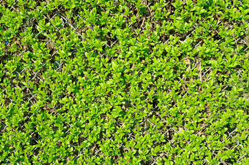 live fence at the springtime