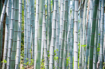 Troncs de bambou bleu dans la forêt