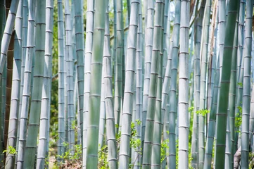 Photo sur Plexiglas Bambou Troncs de bambou bleu dans la forêt