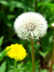 綿毛の蒲公英