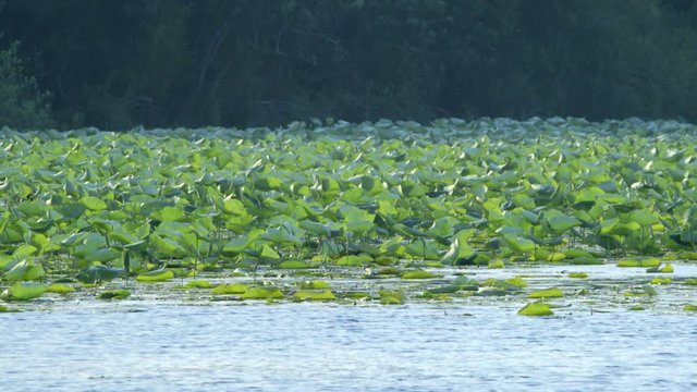 Submergent plant community covers a portion of the marshy wetlands area.