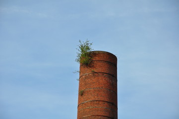 A bush on top of a factory chimney