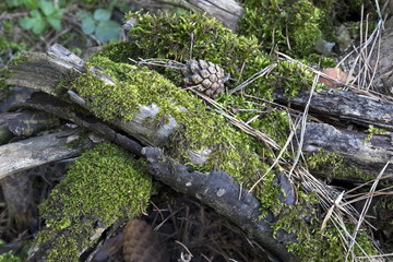 Fototapeta na wymiar Moss and lichen on old tree background